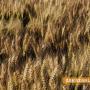 Критична ситуация с пшеницата