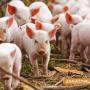  Разрешават отглеждането на свине в личните стопанства                                              