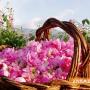 8000 тона розов цвят е очакваната реколта от тазгодишния розобер