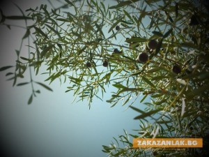 Цветното "Завръщане" на Татяна Бончева