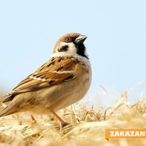 Отново преброяват врабчетата в България