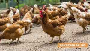 БАБХ забрани животинските пазари