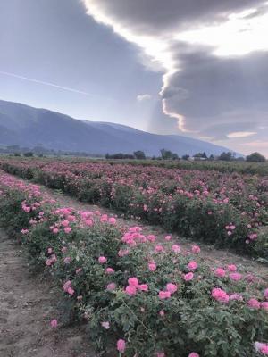 Фотоси от Долината на розите и тракийските царе пътуват по света