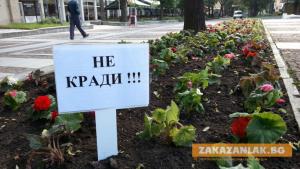 Заловиха крадец на рози, мерцедес горя в Овощник