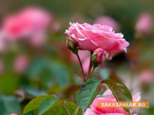 Казанлъшки дар за Папата днес