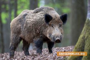 Почва групов лов на свине заради чумата