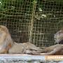 Лъвчета са новите обитатели на старозагорския  зоопарк 