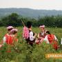 Над 220 хиляди туристи в Розовата долина 