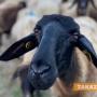 Забраняват пашата на дребните преживни животни в Старозагорска, Хасковска и Ямболска области
