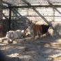 До две седмици подават за лиценз на старозагорския зоопарк
