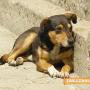 Община Казанлък стартира есенната кампания за безплатно кастриране на животни